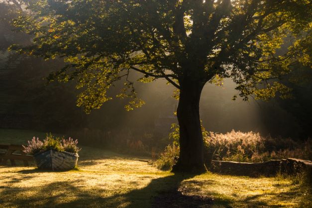 Garden Tree